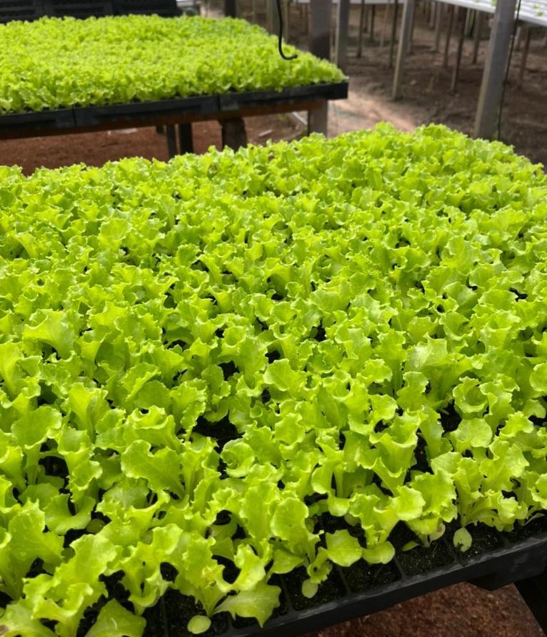 Agricultura familiar ganha destaque na Norte Show 2022