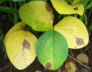 Manejo preventivo e consciente é o ideal para controlar manchas foliares no sistema de produção