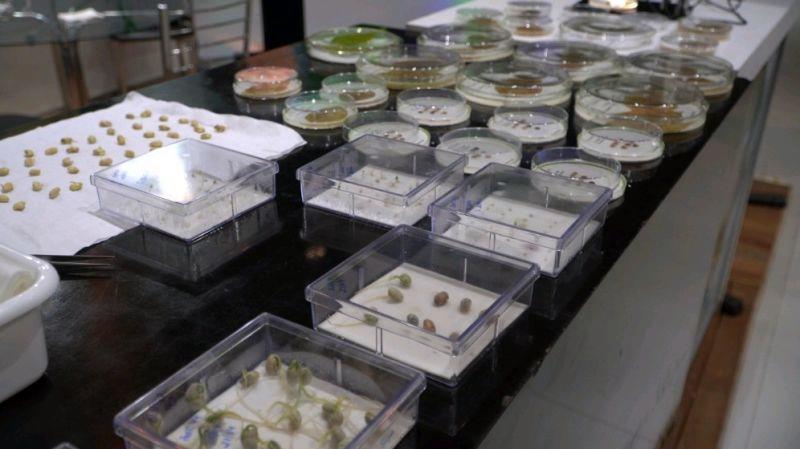 22º Encontro Técnico Soja da Fundação MT baliza a próxima safra de grãos