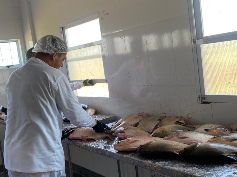 Com Serviço de Inspeção Municipal, Secretaria de Agricultura e Pecuária garante qualidade aos produtos de origem animal de Rondonópolis