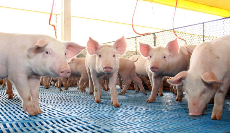 Custo de produção e sistema integrado ameaçam sobrevivência do suinocultor independente