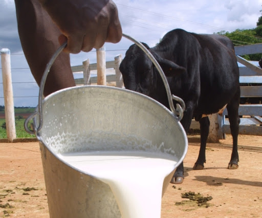 Pequenos produtores de leite serão beneficiados pelo Fundo de Aval da Desenvolve MT, afirma Avallone