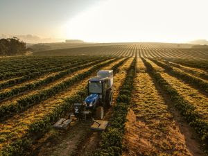 Produtores de citros e café podem contar com tecnologia que elimina daninhas sem herbicidas