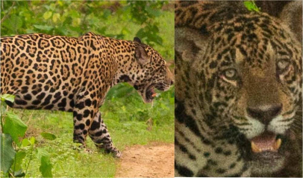 Laudo da Politec confirma que onça-pintada morta no Pantanal era monitorada