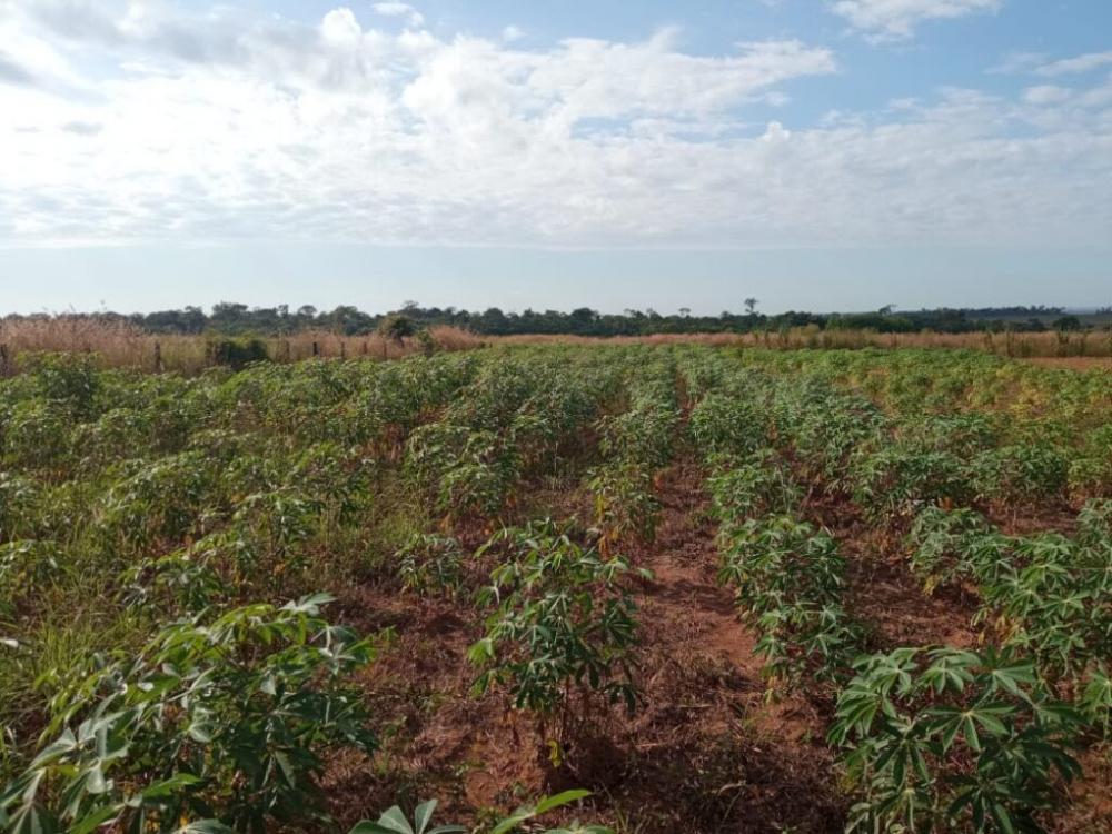 Produtores de mandioca agora terão assistência técnica 