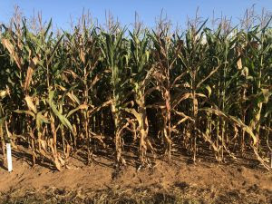 Cigarrinha do milho está presente na maior parte das lavouras de Mato Grosso
