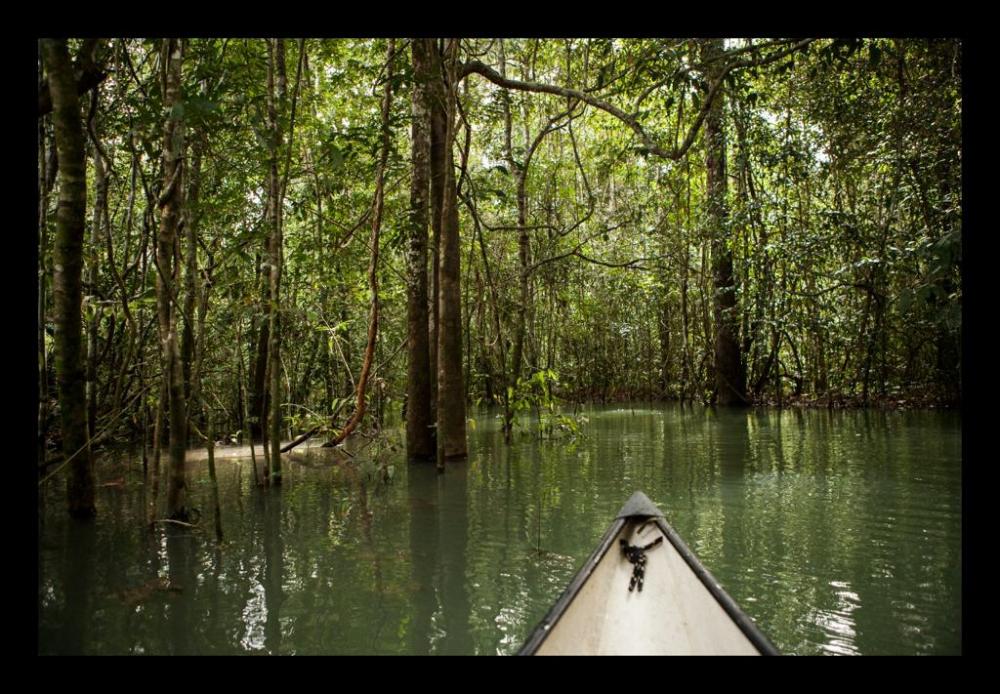 Exposição fotográfica gratuita que retrata o Pantanal mato-grossense segue até 15 de junho