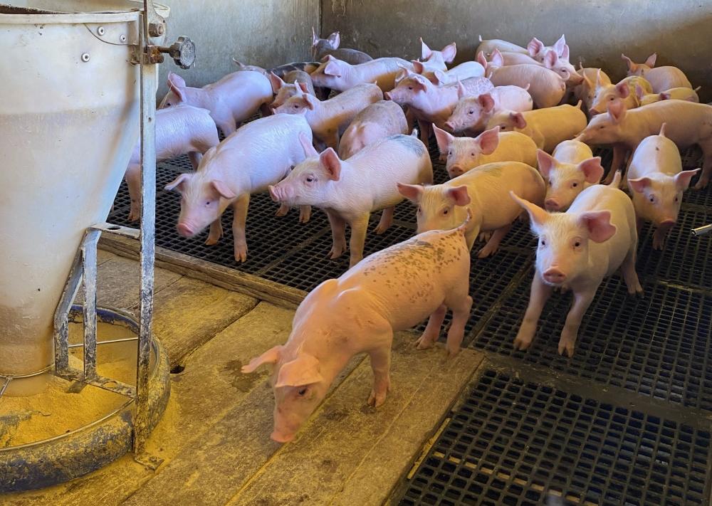 Implantação da bolsa de suínos em Mato Grosso ameniza perdas