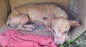Secretaria de Saúde alerta para prevenção contra raiva humana após morte de cachorro
