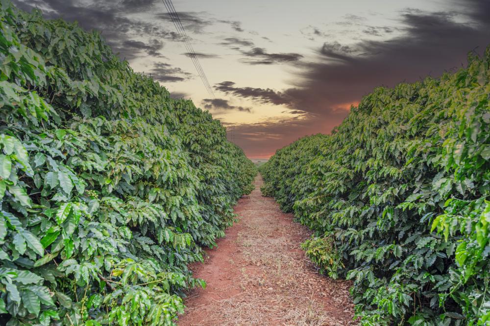 Microbiologia do solo auxilia na evolução produtiva de cafés especiais