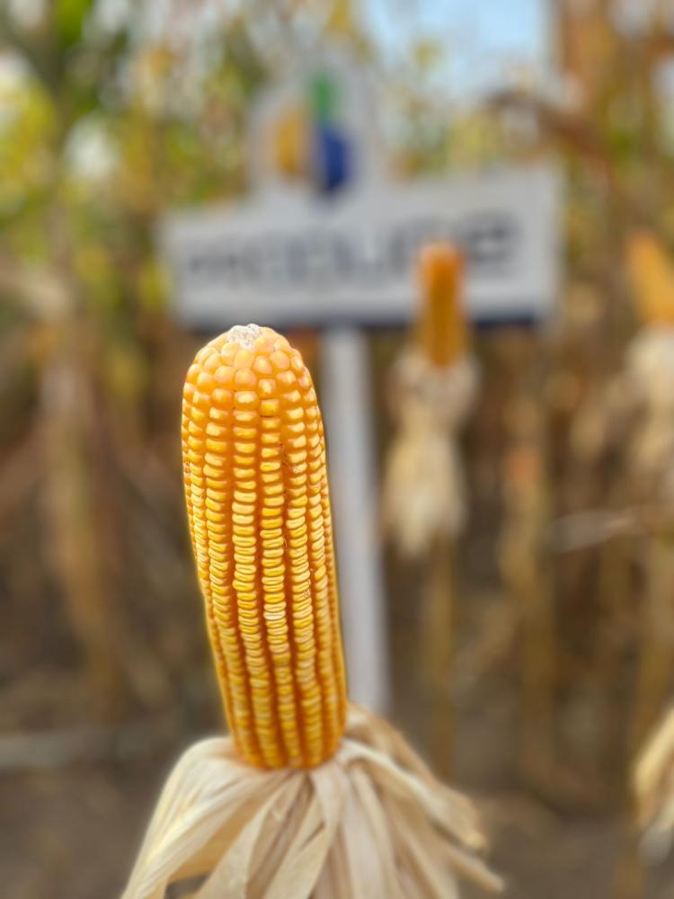 Inovação na compra de insumos traz bons resultados para produtores rurais