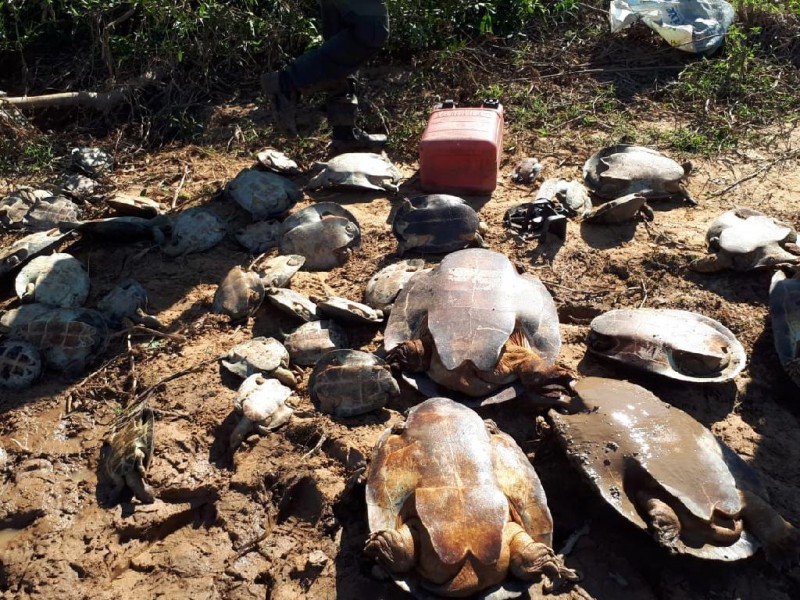 Estado flagra caça ilegal e devolve 250 tartarugas para a natureza; veja vídeo