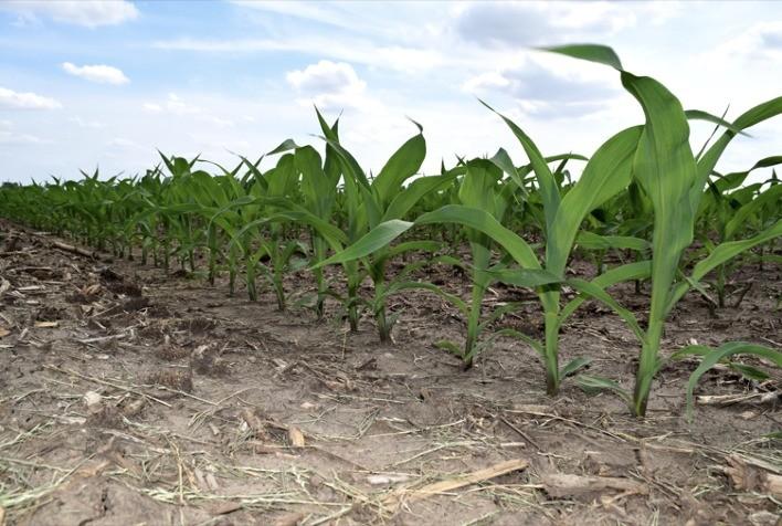 Área plantada de milho deve expandir em Primavera do Leste na safra 22/23