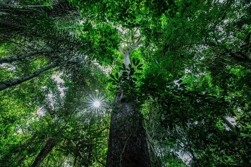 Empreendedores do setor florestal precisam se recadastrar em sistema da Sema-MT