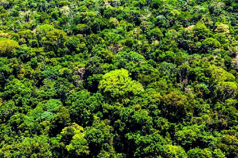 Sema-MT apresenta novo sistema Sisflora 2.0 ao setor florestal nesta segunda-feira (6)