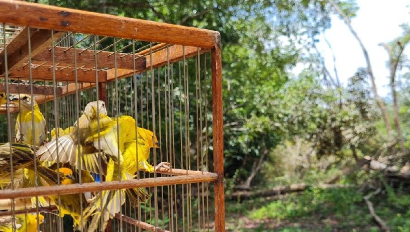 Sema-MT credencia nove áreas de soltura e reintegração de animais resgatados
