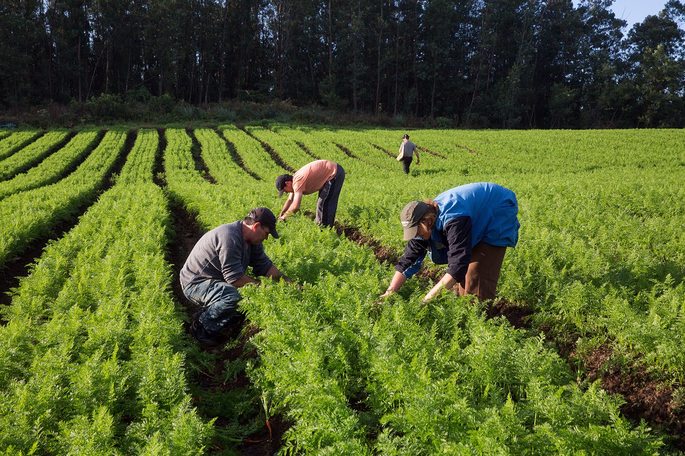 Investimentos na Agricultura Familiar fortalece o setor 