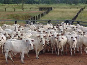 Sistema integrado ajuda pecuaristas na gestão