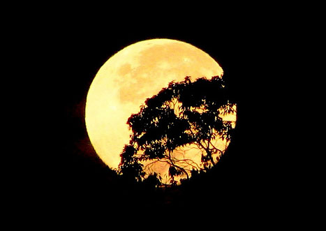 Feira da Lua chega ao Jardim Veneza com produtos de qualidade e show gratuito
