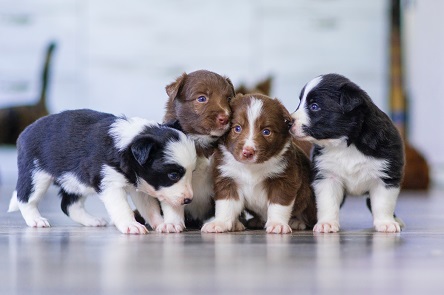 Primavera do Leste lança nesta quinta-feira programa para proteção e controle da população de animais domésticos