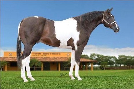Conheça cavalo que já ganhou mais de 40 motos e quase 300 mil em prêmios