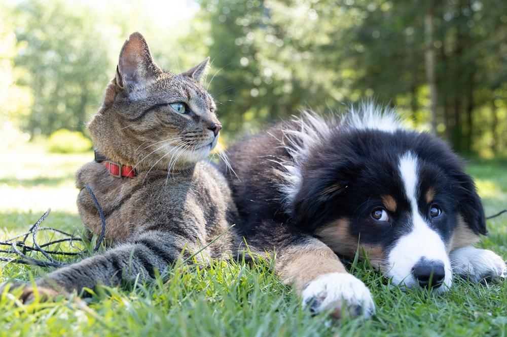 Rinite e sinusite também afetam cães e gatos e comprometem o seu bem-estar