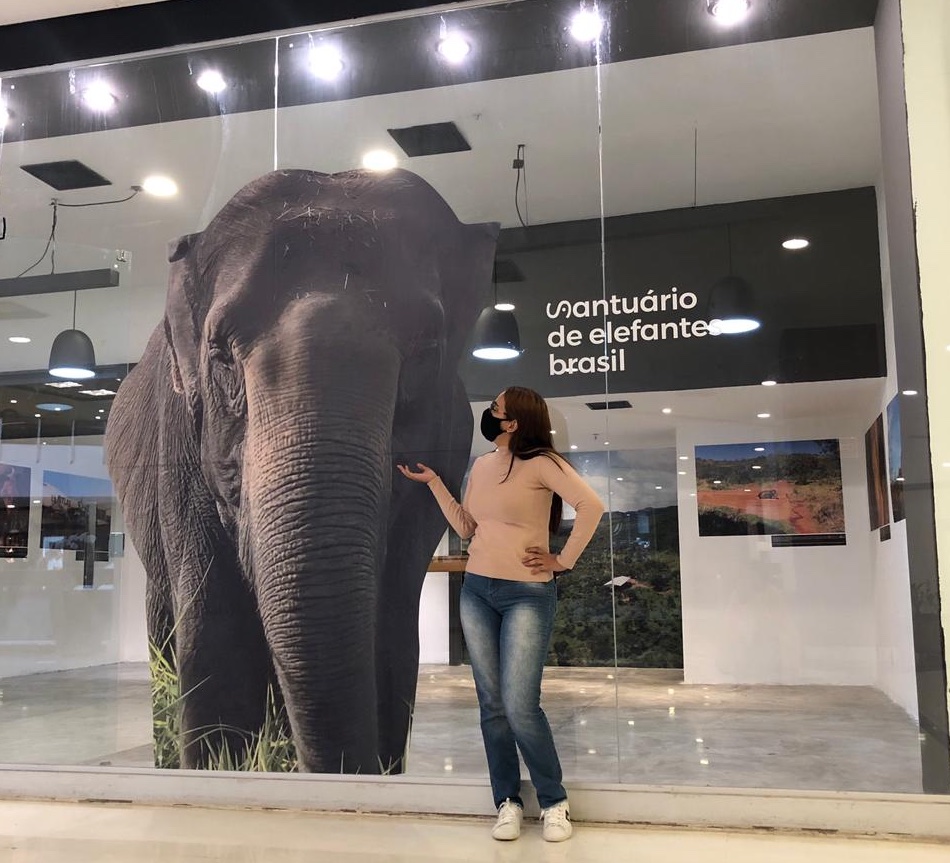 Últimos dias para visitar a exposição sobre a vida livre dos elefantes no Santuário de Chapada