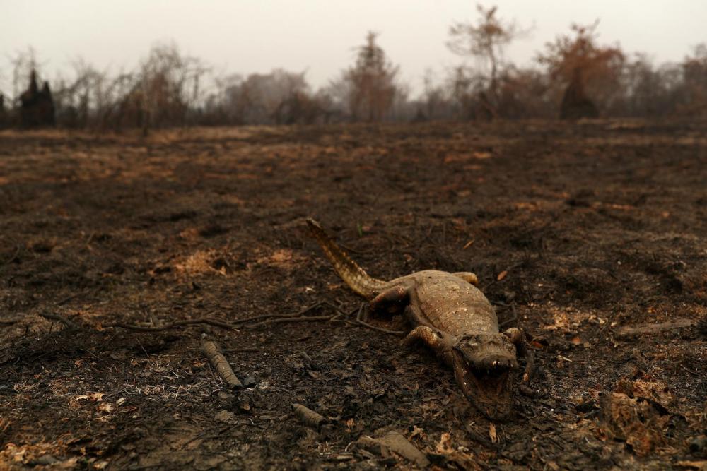 Queimadas mataram 17 milhões de animais vertebrados no Pantanal em 2020, aponta estudo