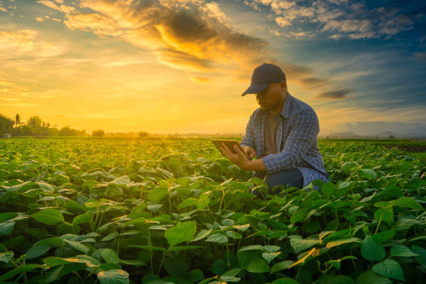 Agropecuária é o segundo setor que mais emprega em Mato Grosso