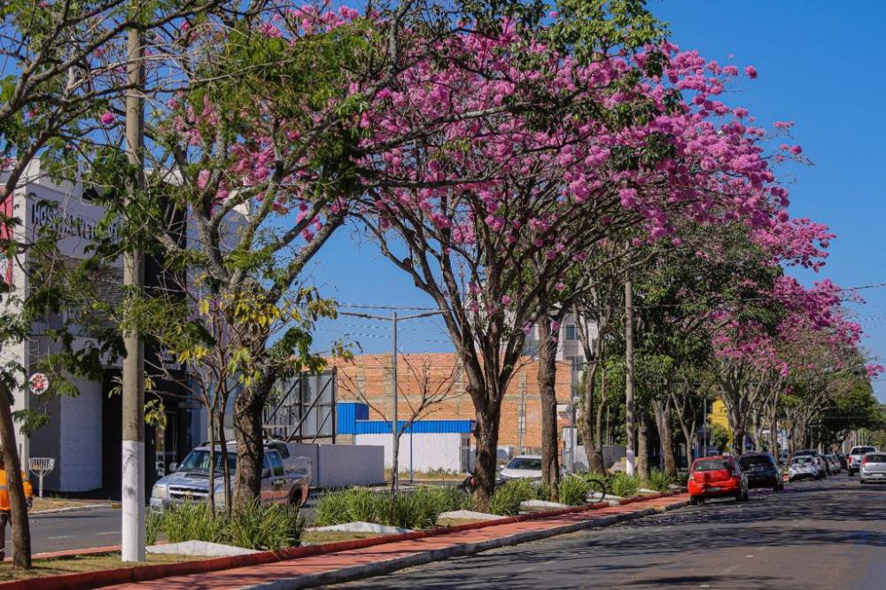 Primavera do Leste promove doação de mudas e plantio de árvores