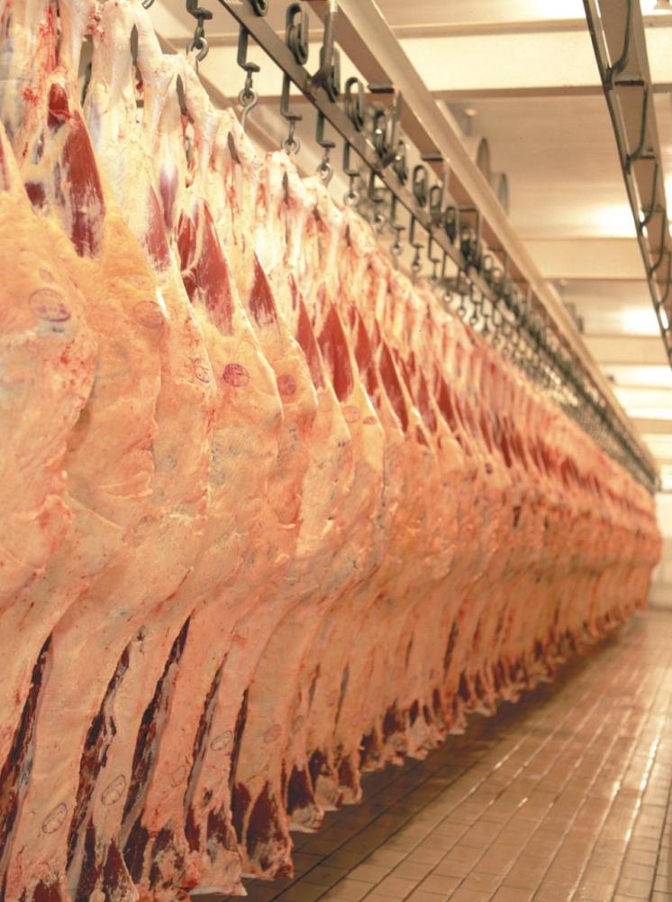 MT tem crescimento recorde no abate de bovinos no primeiro trimestre de 2024