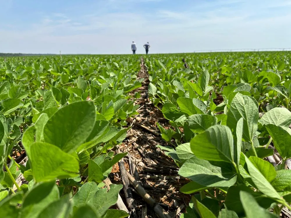 Consultoria técnica na agricultura revoluciona resultados das lavouras