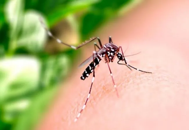 Dengue: O Que Você Precisa Saber para Se Proteger e Tratar
