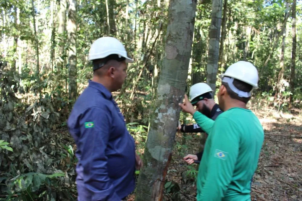 Participe do dia na floresta e descubra o futuro sustentável da madeira em Alta Floresta
