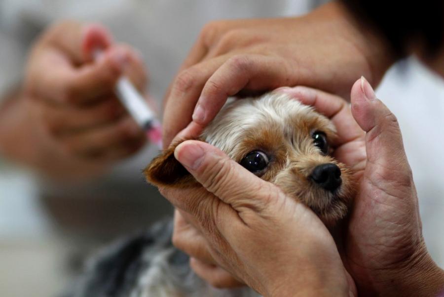 Campanha de vacinação antirrábica para cães e gatos é realizada em Primavera do Leste