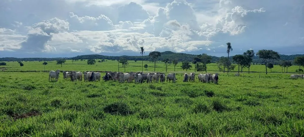 Pesquisa da Fundação MT mostra rentabilidade e sustentabilidade na produção bovina nos três biomas de Mato Grosso