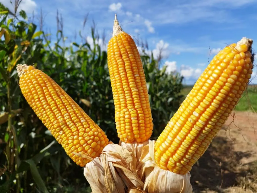 Novos híbridos de milho prometem maior produtividade e resistência na rafra de verão 2024/25