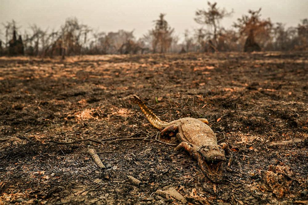 ONGs pedem urgência para STF julgar medidas contra queimadas no Pantanal