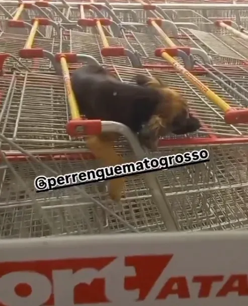 Fort Atacadista adota cãozinho que estava dormindo em carrinhos de compras e viralizou nas redes