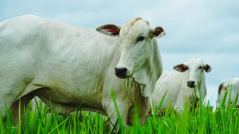 Mato Grosso bate recorde no abate de bovinos e mira novos mercados