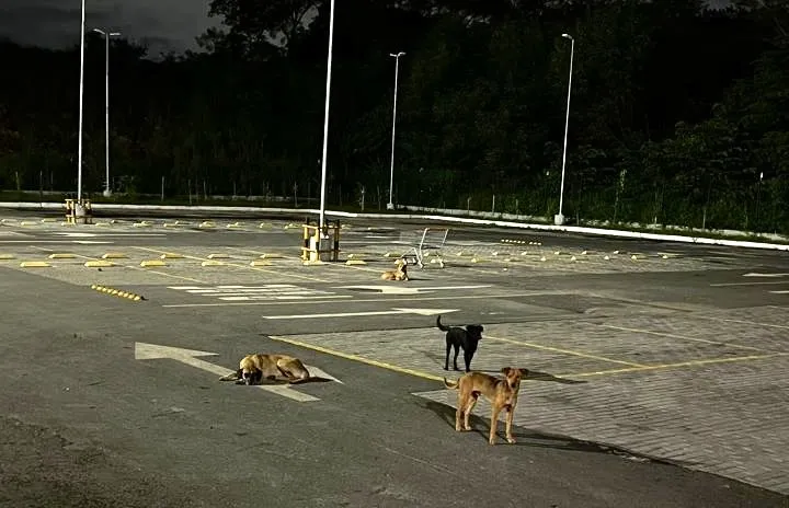 No Dia Mundial dos Animais de Rua, Grupo Pereira reforça seu compromisso com o cuidado dos animais e celebra a presença dos “cãolaboradores” em suas lojas