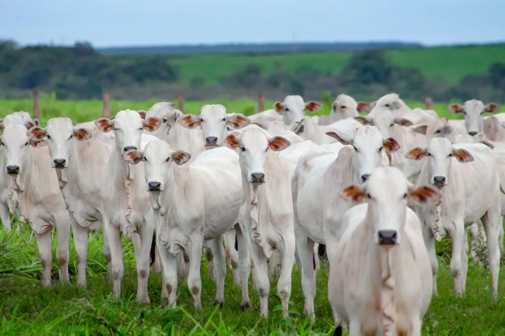 Com quase 1 mi de animais comercializados, maior leilão do Brasil acontece esta semana em MT