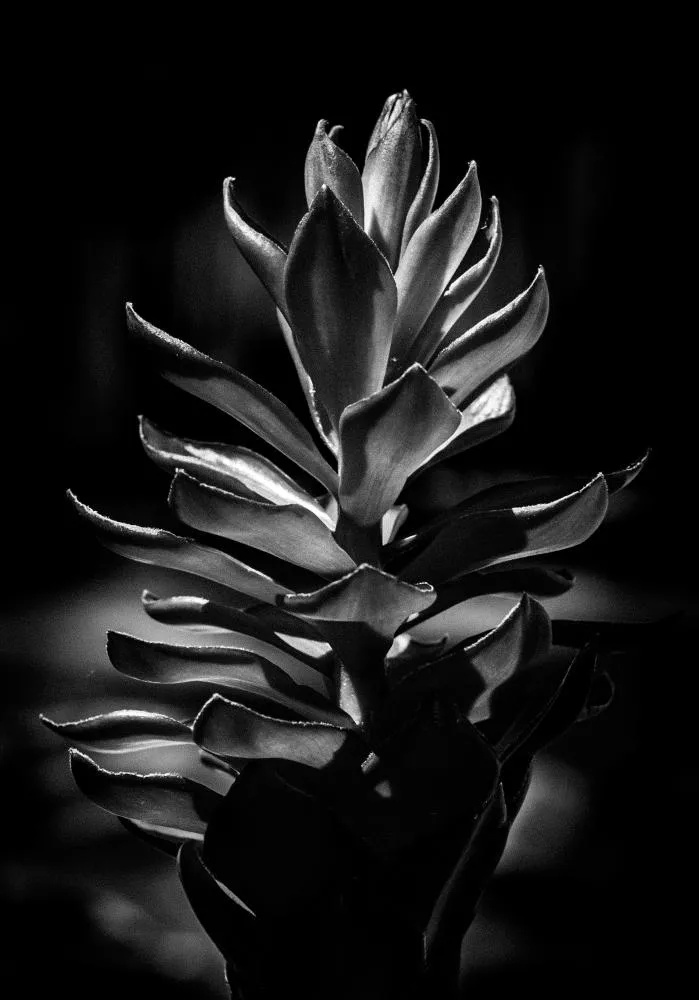 Exposição “Flora Et Lumen” traz poesia visual da natureza ao Goiabeiras Shopping 
