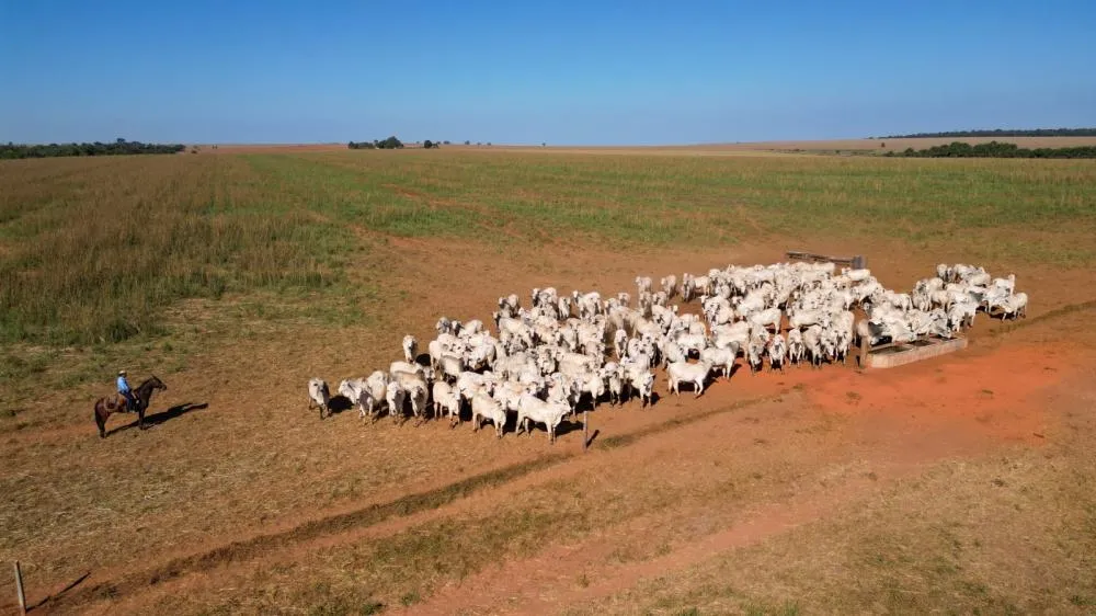 Pecuaristas de Mato Grosso investem na redução do estresse animal para melhorar a qualidade da carne