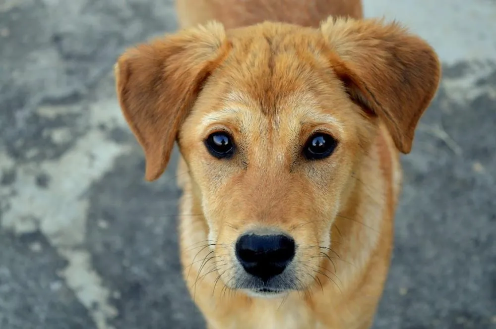 Tem evento de adoção animal neste fim de semana em Shopping de Cuiabá