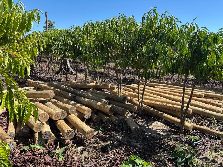 Fundo JBS pela Amazônia lança projeto que pode aumentar em 60% a renda de comunidades rurais