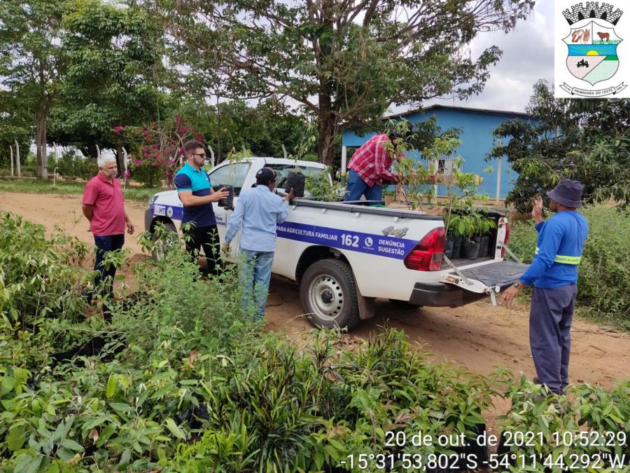 Viveiro municipal de Primavera do Leste se reestrutura e produz mudas em parceria com Poxoreu