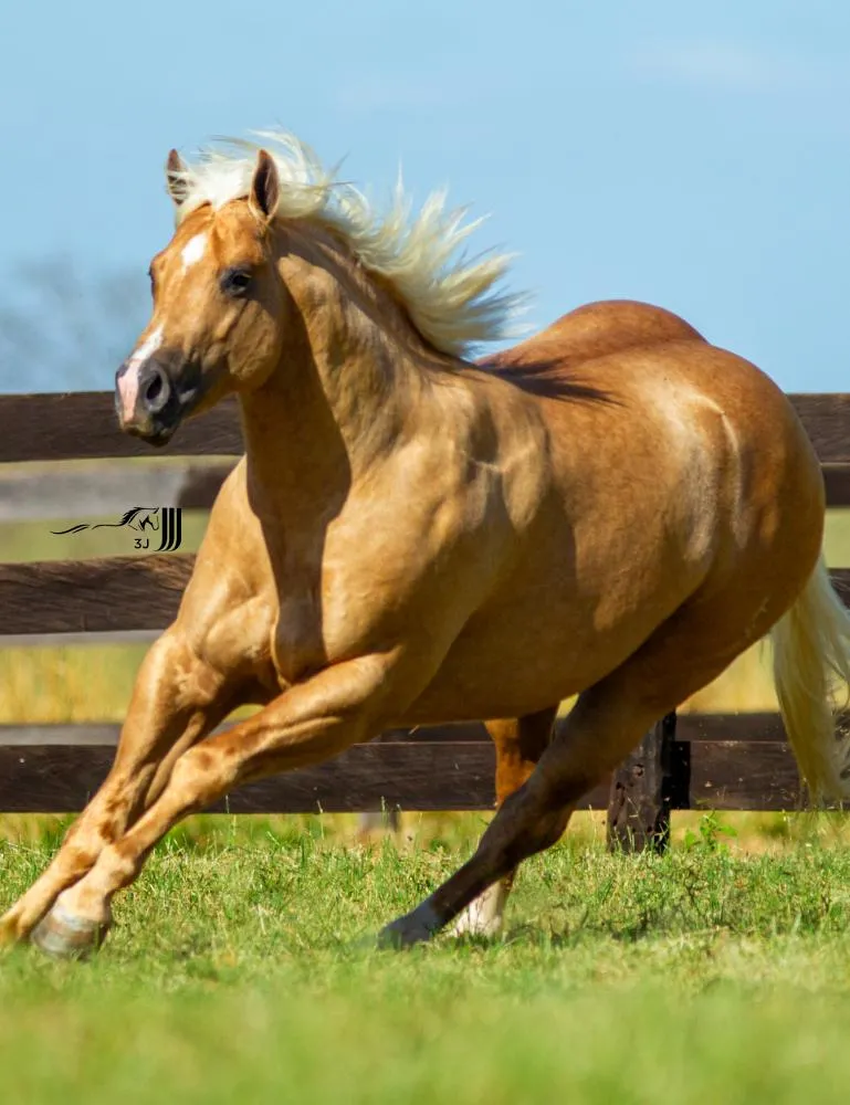 Ana Castela investe em cavalos quarto de milha do Haras Revollution de MT
