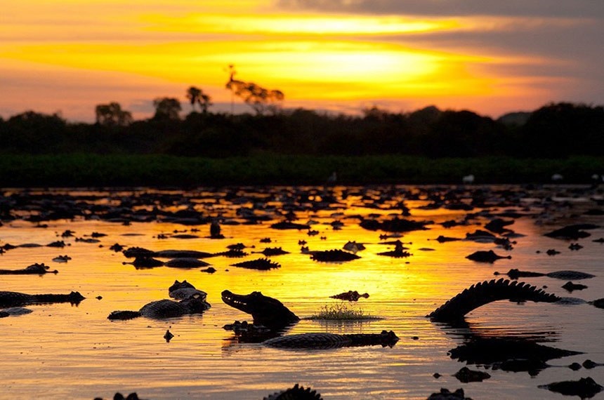 Conservação e exploração do Pantanal serão discutidas durante evento realizado em novembro
