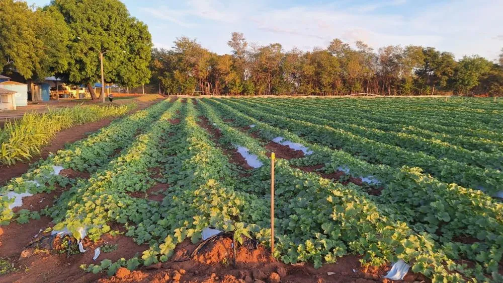 Campo experimental urbano impulsiona pesquisas estratégicas em soja e milho em Mato Grosso